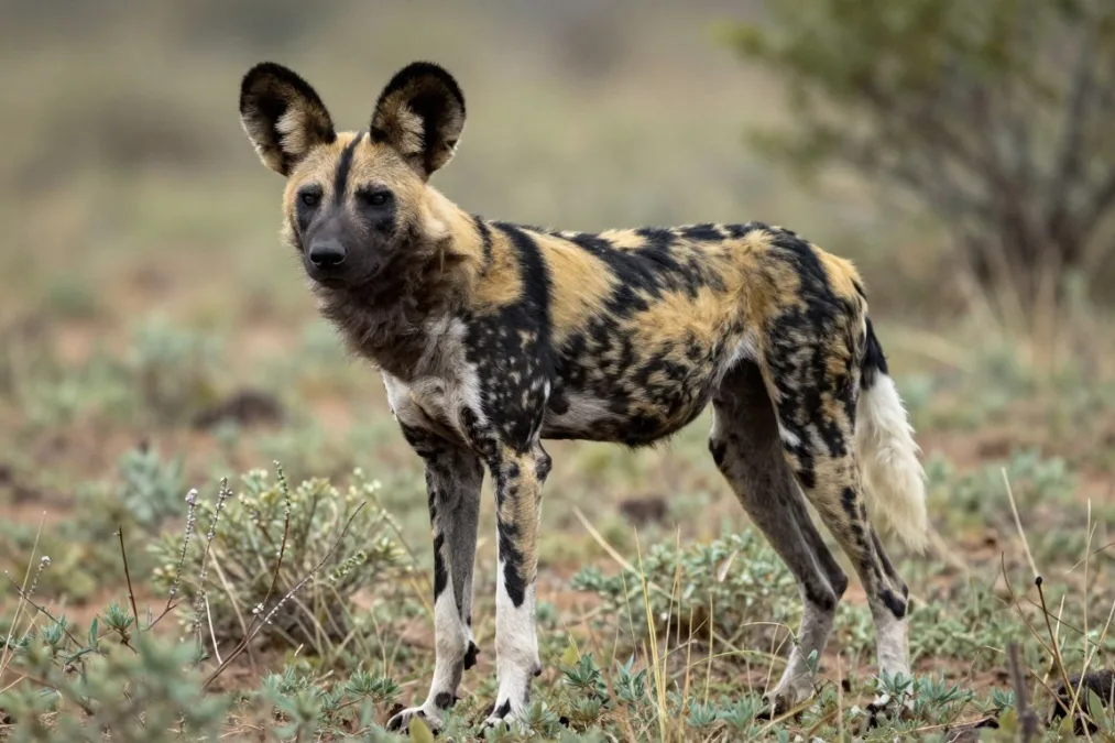 An African wild dog scanning the surrounding brush An African wild dog scanning the surrounding brush