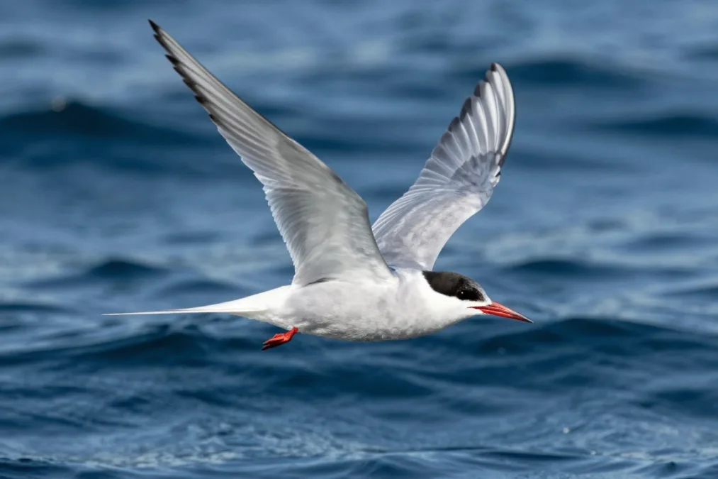 An Arctic tern soaring over open coastal ocean water with outstretched wings