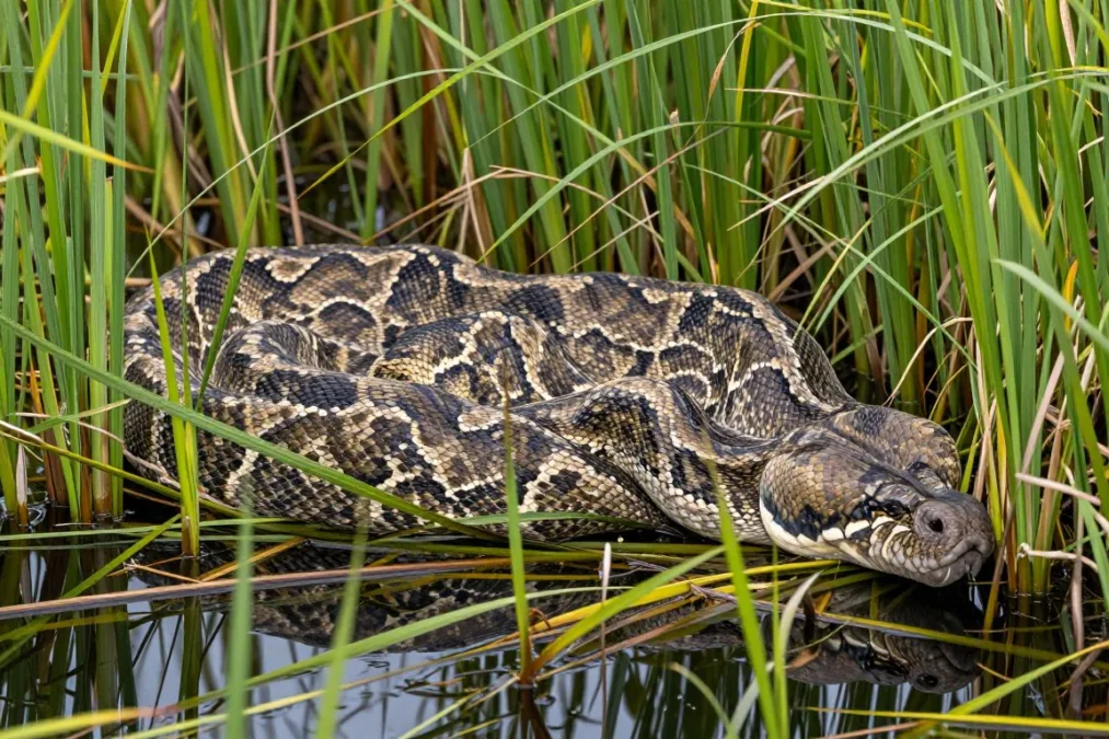 Large Burmese python resting along a grassy wetland canal bank in the Everglades