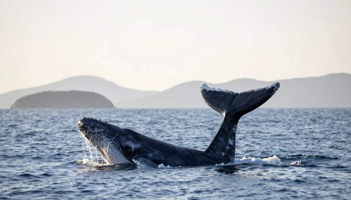 Tail fluke of a humpback whale emerging above calm ocean water Tail fluke of a humpback whale emerging above calm ocean water