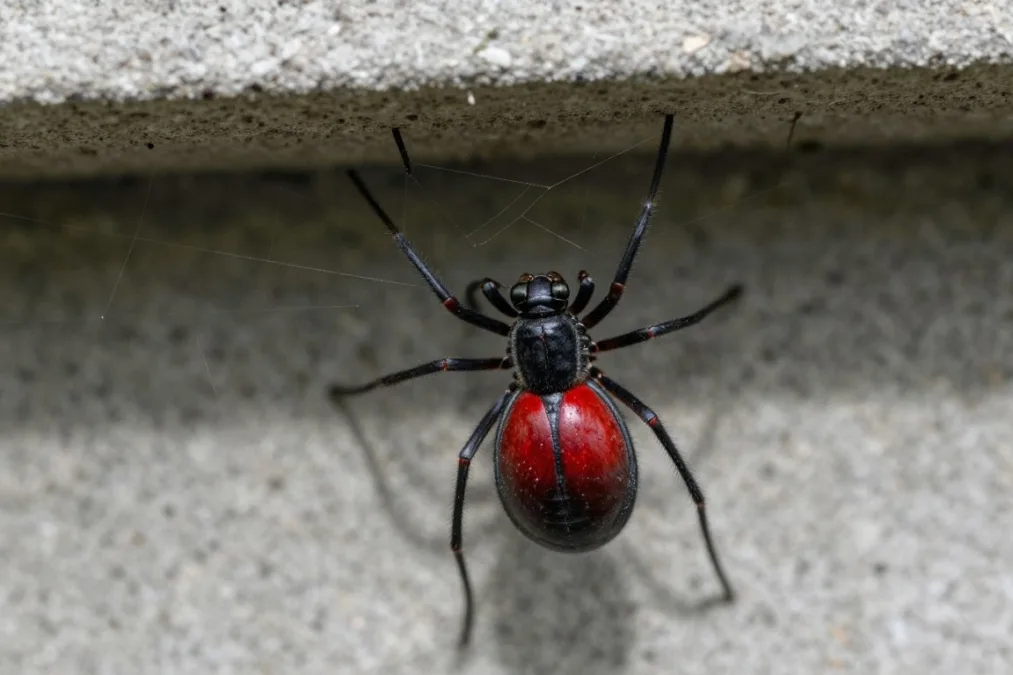 Underbelly of a female southern black widow spider