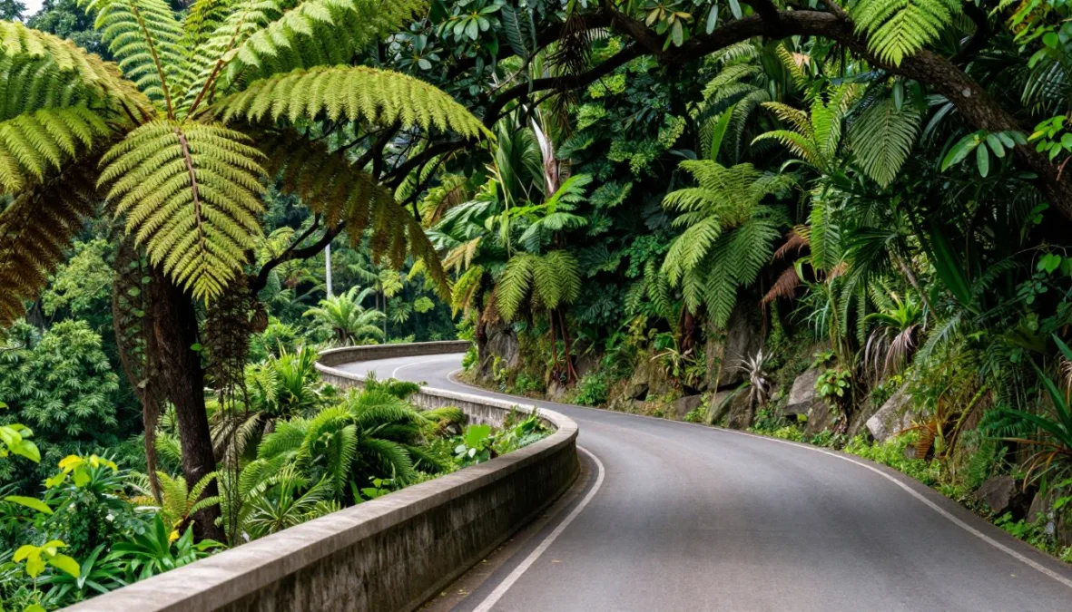 Winding rainforest highway with lush ferns and tropical tree canopy Winding rainforest highway with lush ferns and tropical tree canopy